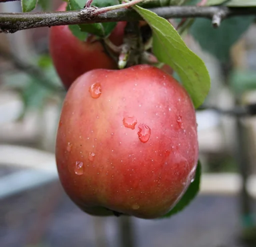 "Apple "Gravensteiner" bush, in a 10L container image"