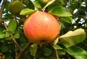 Apple "James Grieve" bush in a 10L container