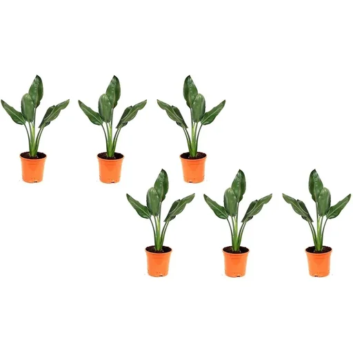"Bloem-up Bird of Paradise Plant - Strelitzia reginae - 6 Plants - 25-38 cm - Indoor and Outdoor image"