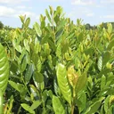 Cherry Laurel Diana - Prunus lauroc. - 7 L pot 60-80 cm