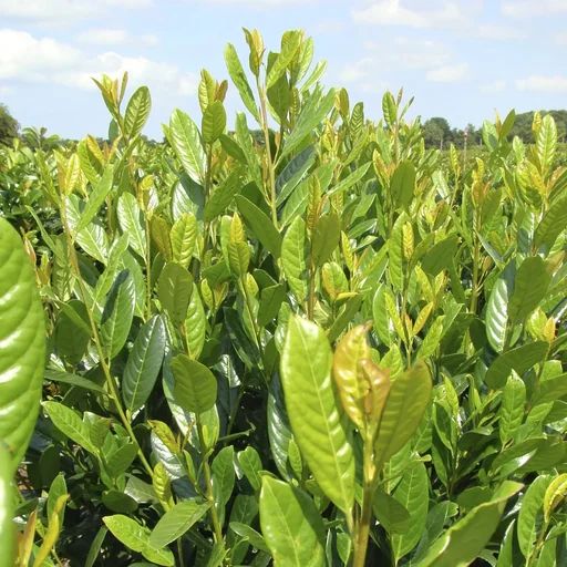 "Cherry Laurel Diana - Prunus lauroc. - 7 L pot 60-80 cm image"