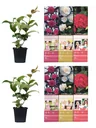 Blooming set of 6 camellias 30-40 cm