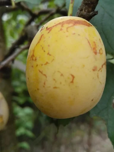 "Mirabelle "Bellamira" half-stem, in a 10L container, juicy, easy to stone, good aroma image"