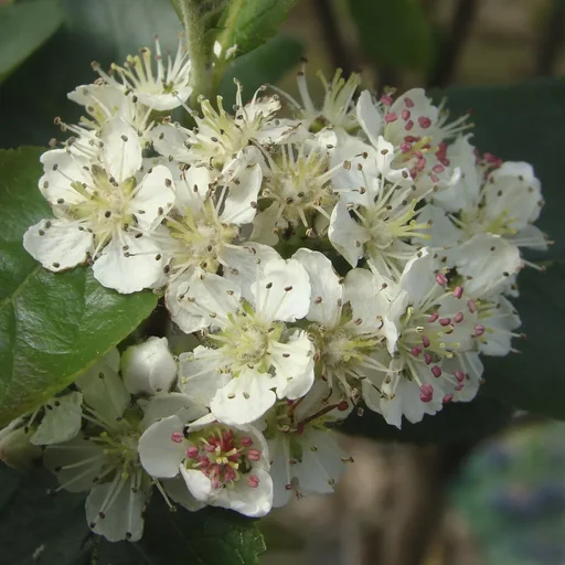 "Chokeberry Aronia melanocarpa - 12 L pot 80-100 cm image"