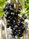 Columnar currant black "Titania" column, in a 3.5L container