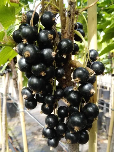 "Columnar currant black "Titania" column, in a 3.5L container image"
