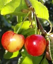 Sweet cherry "Querfurter Königskirsche" bush, in 10L container, juicy and sweet