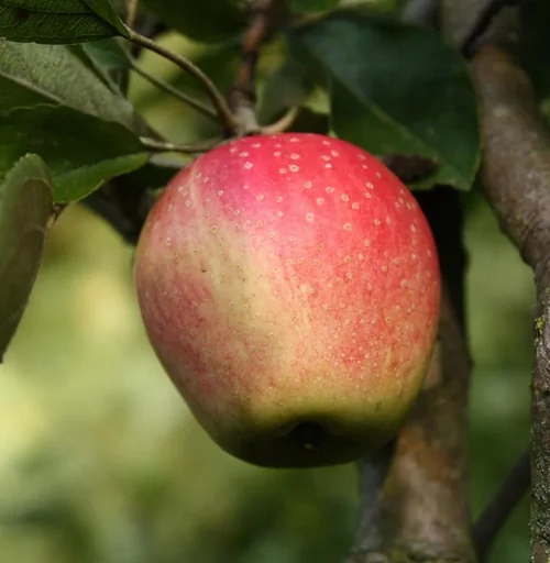 "Apple "Finkenwerder Herbstprinz" Spindelbusch, in a 5L container image"