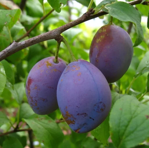 "Plum "Hauszwetsche" half-stem, in a 10L container, easy to stone, very good taste image"