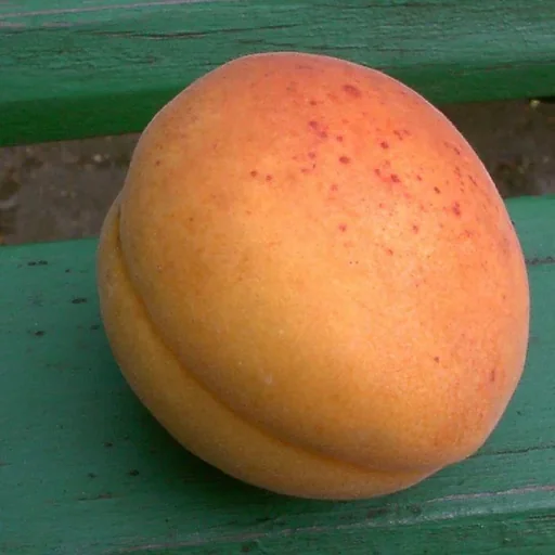 "Apricot "Hargrand", 10L container, firm flesh, slightly sour image"