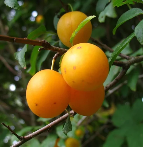 "Mirabelle "Mirabelle v. Pillnitz" bush, in a 10L container, sweet and aromatic image"
