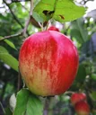 Apple "Red Star Reinette" bush, in a 10L container