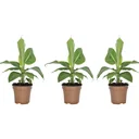 Flower-up Tropical Banana Plants - Musa Oriental Dwarf - 3 Plants - 25-38cm