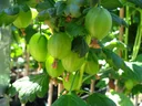 Gooseberry green "Tatjana" standard tree, in a 4L container