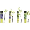 Flower-up Grapevines 4 pcs Mixed Set 1x Aurore, 1x Sauvignon, 1x Muscat Hamburg, 1x Merlot