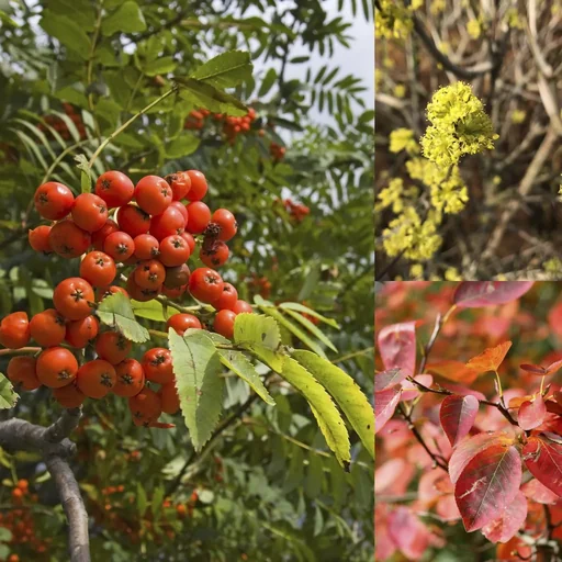 "Insect-feeding hedge for 3 m hedge, 40-60 cm high, 3 litre pot, 9 pieces in a set, 3 x Cornelian cherry, 3 x Rowan, 3 x Copper rock pear image"