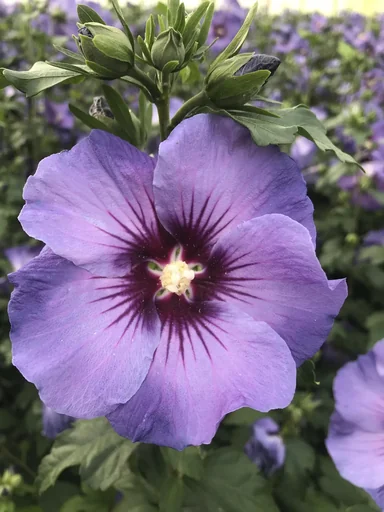 "Hibiscus syriacus Marina - 7.5 L pot 70-80 cm image"
