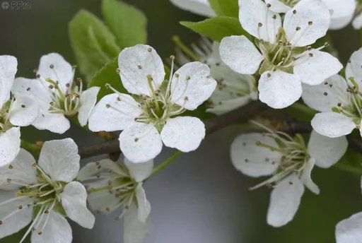 "Sloe Blackthorn Prunus spinosa - 7.5 L pot 60-80 cm image"