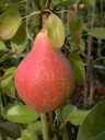 Pear "Clapps Liebling" half-standard, in a 10L container, juicy, melting flesh, sweet taste