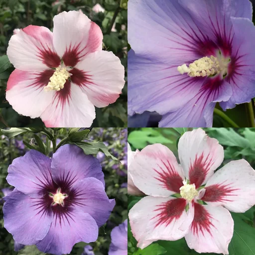 "Hibiscus syriacus "Hamabo" + "Marina", 4.6 liter pot, 50-60 cm tall, 2 plants in a set image"