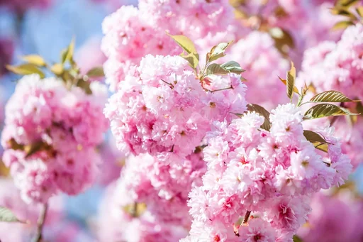 "Japanese Kanzan Cherry - Prunus serrulata - 20 L pot, trunk height 120 cm image"
