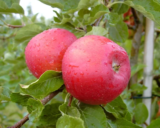 "Apple "Idared + Dülmener" 2 varieties on one stem, in a 10L container image"