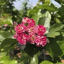 Redthorn Paul's Scarlet - Crataegus laevigata - 7 L pot 80-100 cm