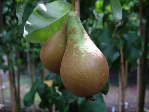 "Pear "Conference" bush, in 10L container, juicy and sweet image"