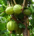Green columnar gooseberry "Mucurines"