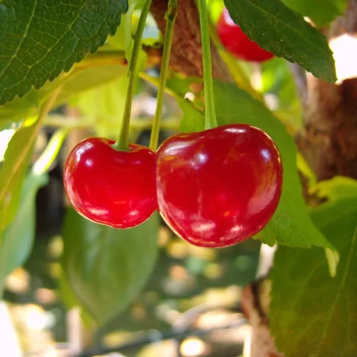"Sour cherry "Hungarian Grape" half-stem, in a 10L container, very good, pleasant taste image"