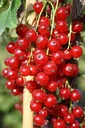 Säulenjohannisbeere rot "Jonkheer v. Tets" Säule, in a 3.5L container